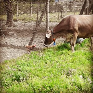 IMG_20190412_191300_471